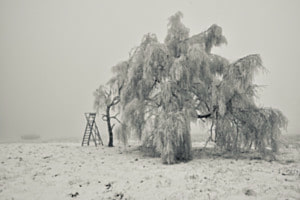 Winterwonderland 