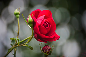 Red Rose