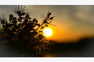Morgensonne 