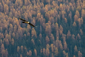 König der Herbstwälder