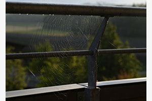NETZLINIEN