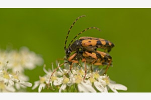 Zwei Käfer im Frühling