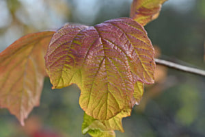 NATURFARBEN