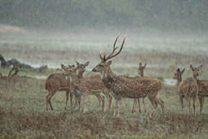 Wächter im Regen Wächter im Regen