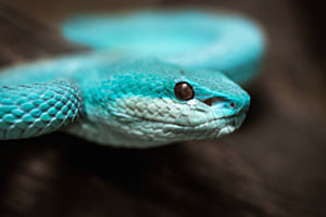 Blaue Trimeresurus Insularis in Komodo Blaue Trimeresurus Insularis in Komodo