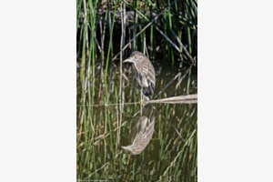 Spiegelbild