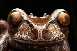 Augen