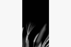 floral symphony
