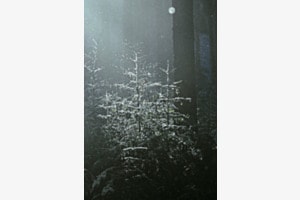 Winterglitzer Winterglitzer