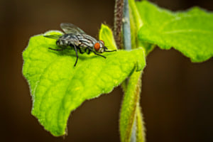 Fliege
