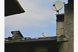 Die Katze auf dem heißen Blechdach