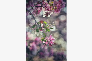 Frühling 