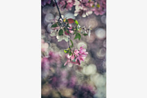 Frühling 