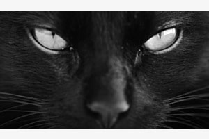 The black panther