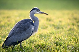 Ardea Cinerea Ardea Cinerea