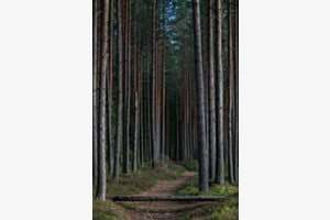 Wald in Estland
