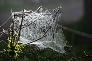 Spinnennetz