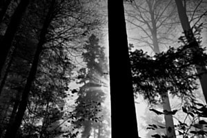 Nebelwald