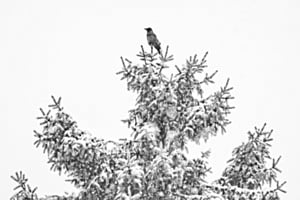 Corbeau sur la cime
