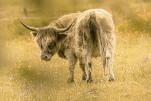 Vache écossaise Vache écossaise