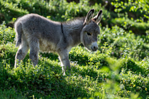 Mein kleiner Freund
