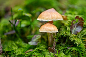 Pilze