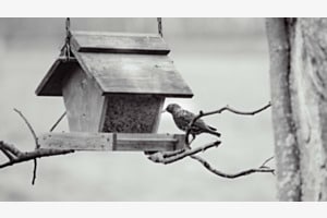 Besuch Besuch