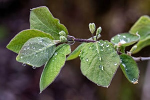 Nach dem Regen
