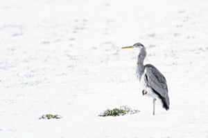 Froid aux pattes