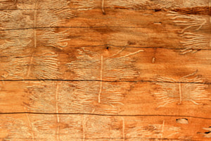Bostrychisches Holz