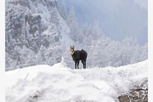 Gämse im winterlichen Hochgebirge