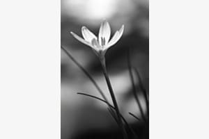 Fleur en noir blanc
