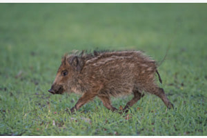 Wildschweinbaby Wildschweinbaby