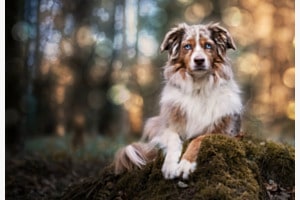 Majestic Look