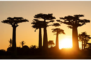 Baobabs im Sonnenuntergang