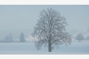 Winterlandschaft
