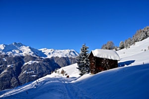Der Alte Baum