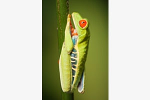 Rotaugenlaubfrosch Rotaugenlaubfrosch