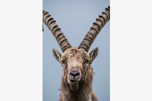 Steinbock vor grauem Himmel