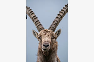 Alpenwächter Alpenwächter