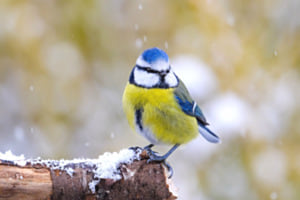im Schnee