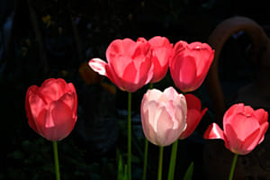 Tulpenquintett