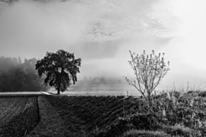 Bis zum Baum