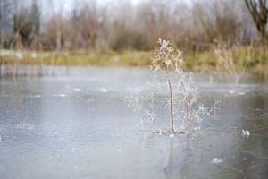 Eisblume