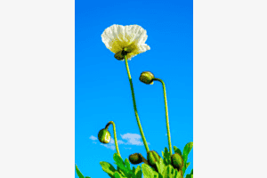Frühlings erwachen 1