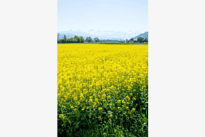 Frühling