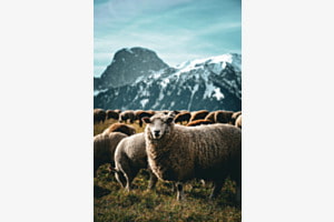 Wanderherde