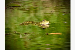 Frosch
