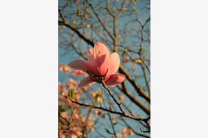 Magnolia