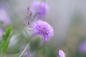 Witwenblume